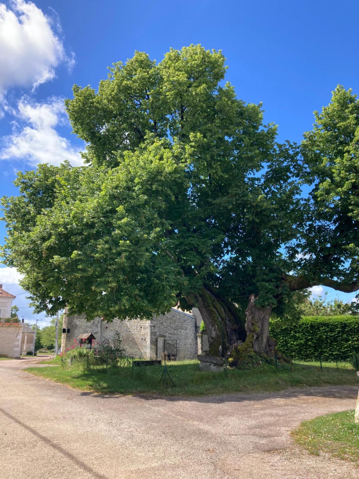 Villa Longere Campagne 10 Pers. Proche Guedelon Sougeres-en-Puisaye Esterno foto